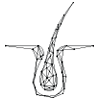 Dökülme Karşıtı
